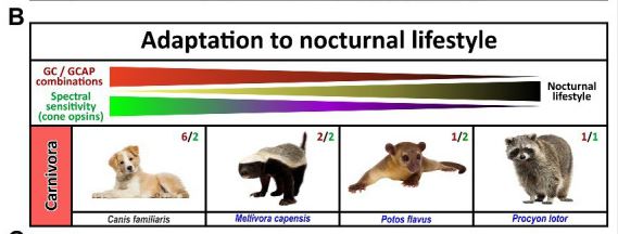 adaptation to nocturnal lifestyle