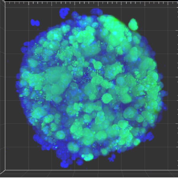 Microtubuledependent