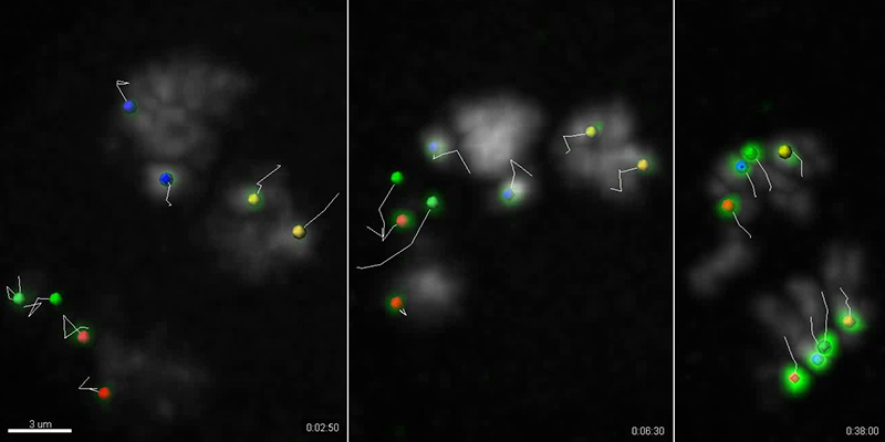 meiosis