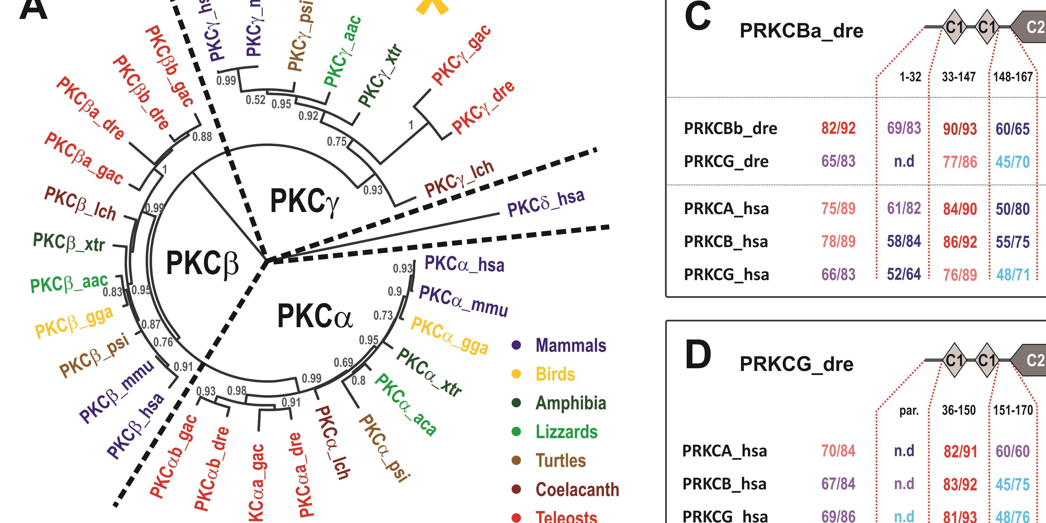 from Haug et al ( 2015): PKC Phylogeny