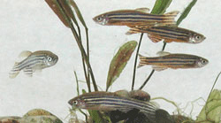 Zebrafisch