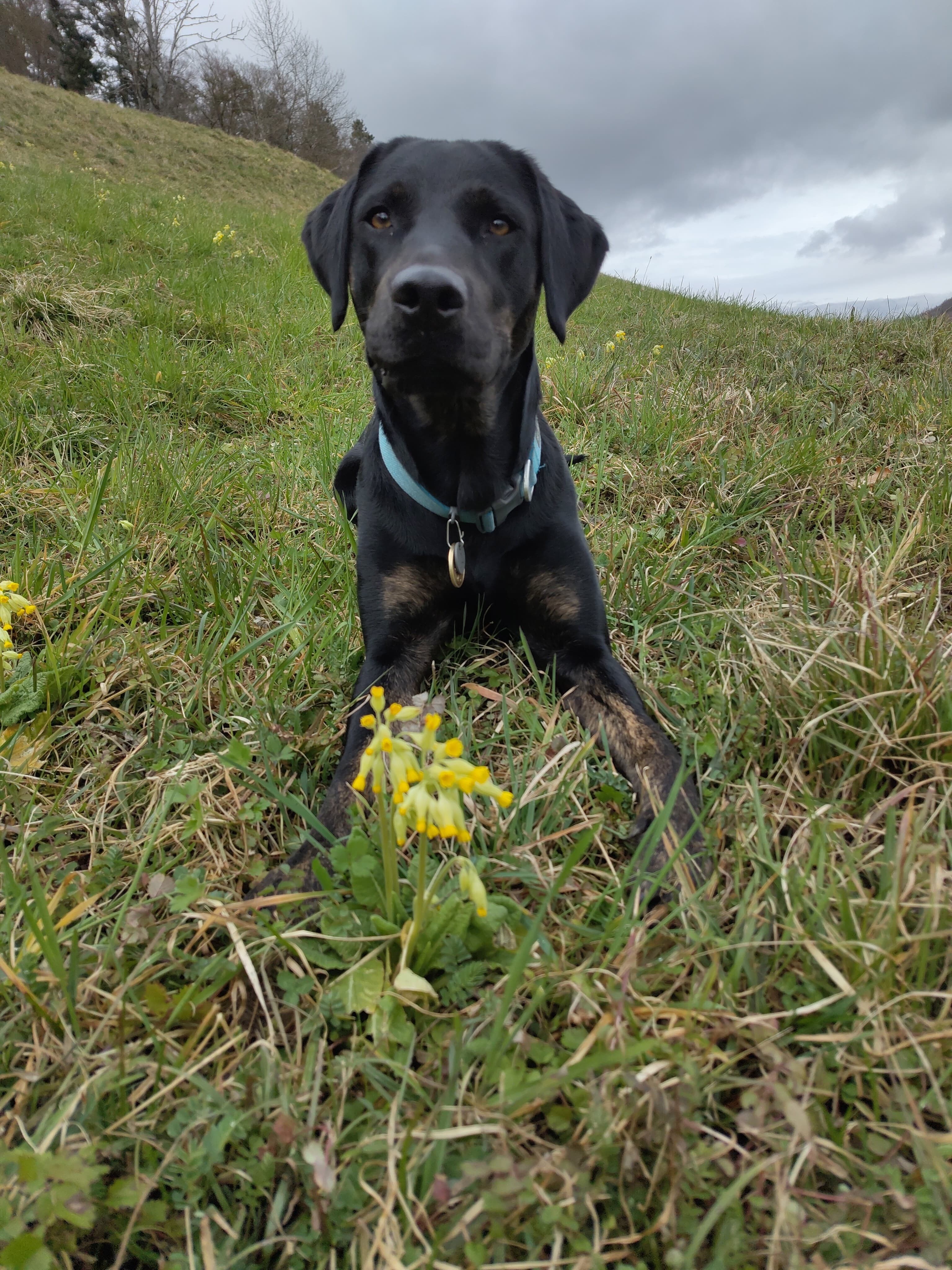 Olea, Jackys Guide Dog