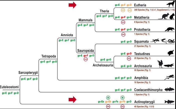 phylogenetic tree paper