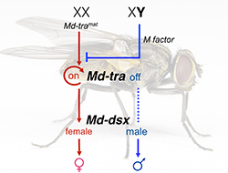 MD-tra MD-dsx