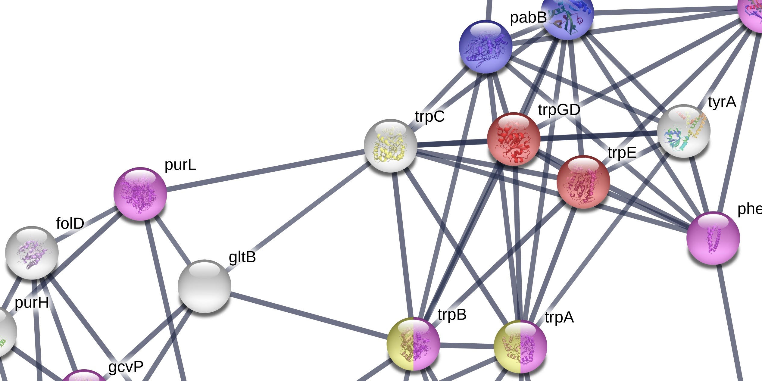 Protein networks