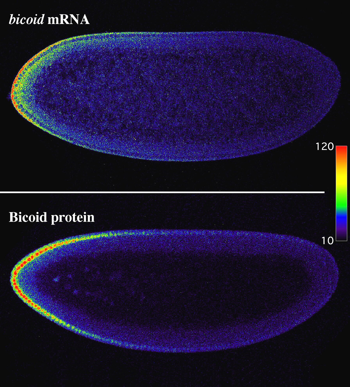 Drosophila bicoid gadients